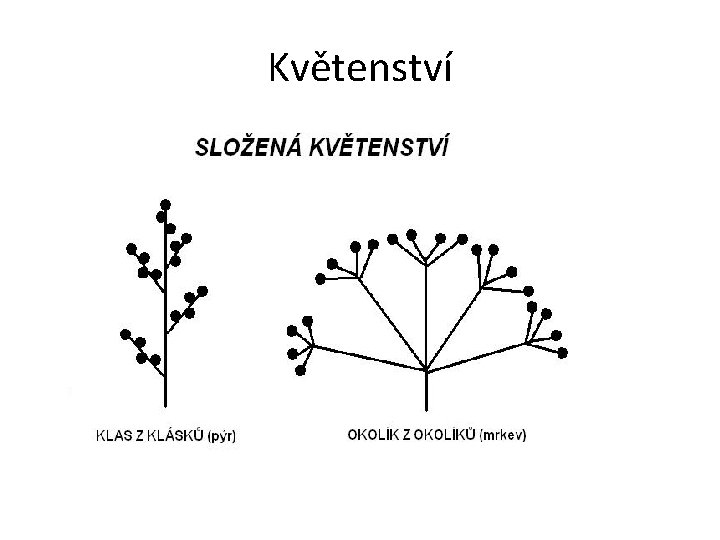Květenství 
