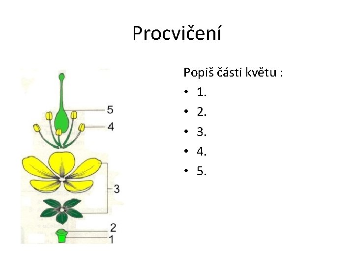 Procvičení • popiš části květ Popiš části květu : • 1. • 2. •
