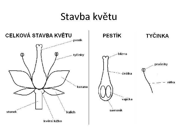 Stavba květu 