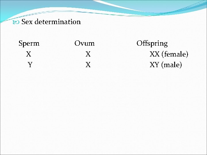  Sex determination Sperm X Y Ovum X X Offspring XX (female) XY (male)