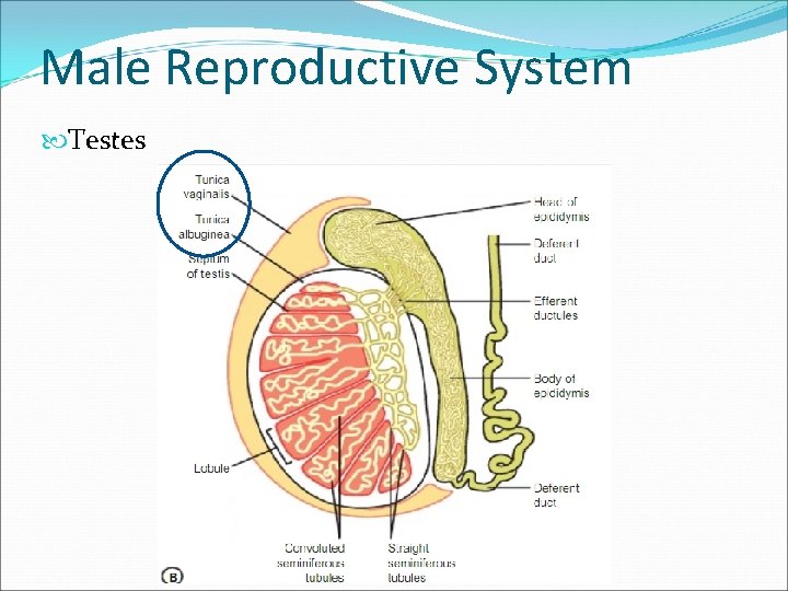 Male Reproductive System Testes 