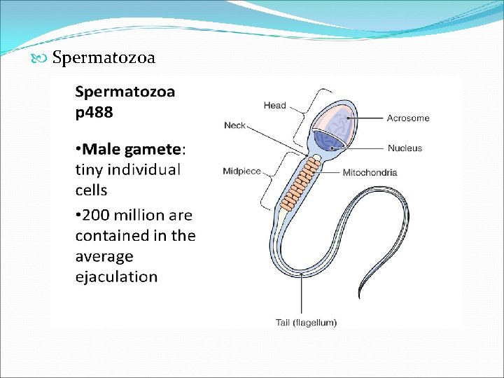  Spermatozoa 