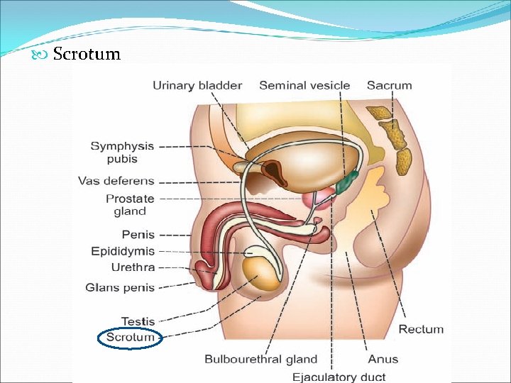  Scrotum 