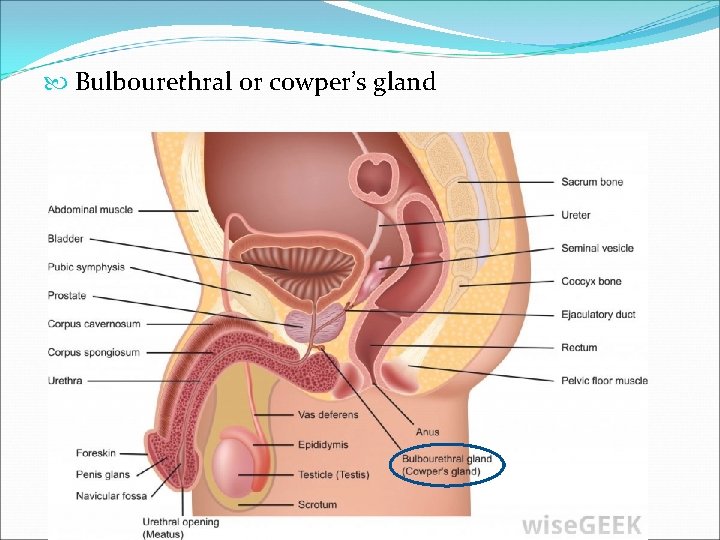  Bulbourethral or cowper’s gland 