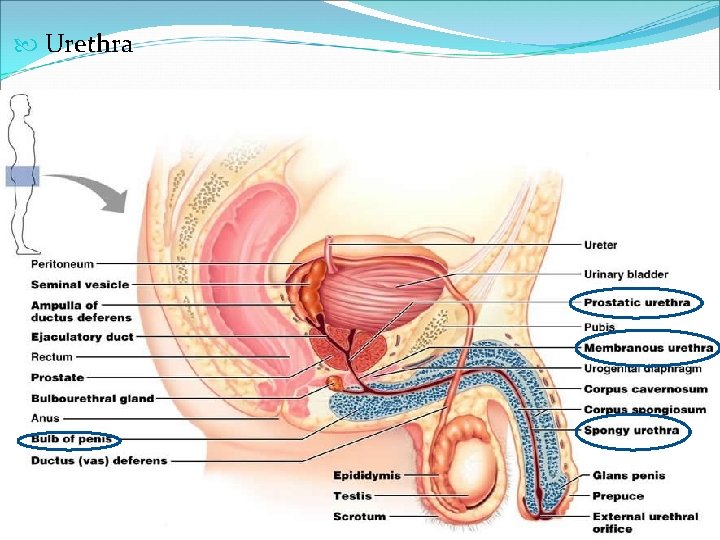  Urethra 