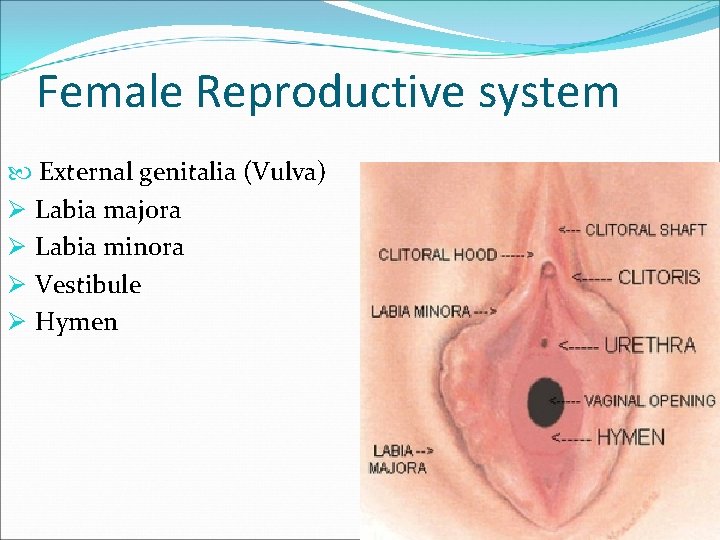 Female Reproductive system External genitalia (Vulva) Ø Labia majora Ø Labia minora Ø Vestibule