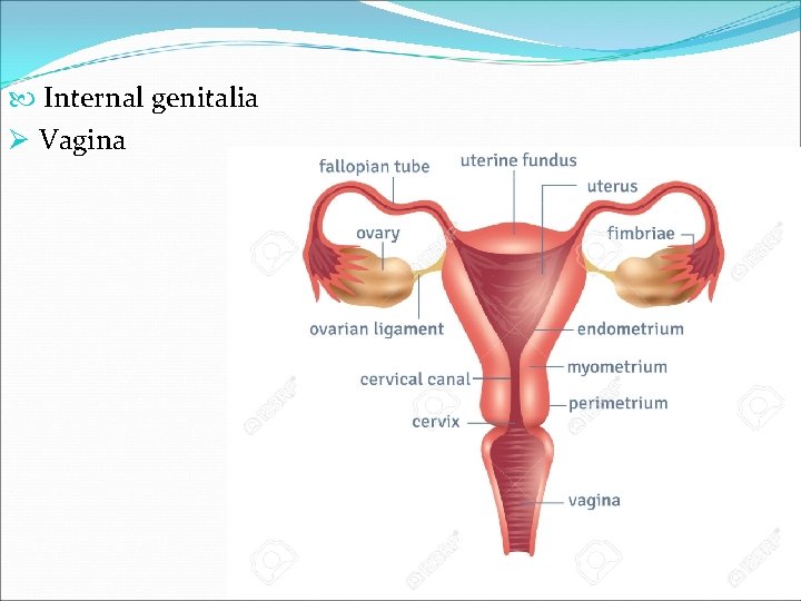  Internal genitalia Ø Vagina 