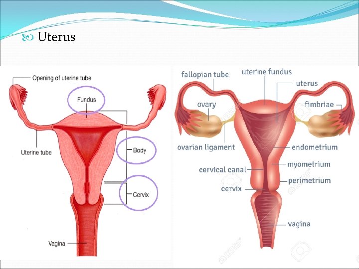  Uterus 