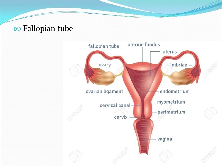  Fallopian tube 