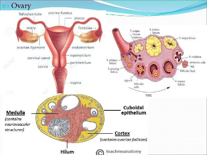  Ovary 