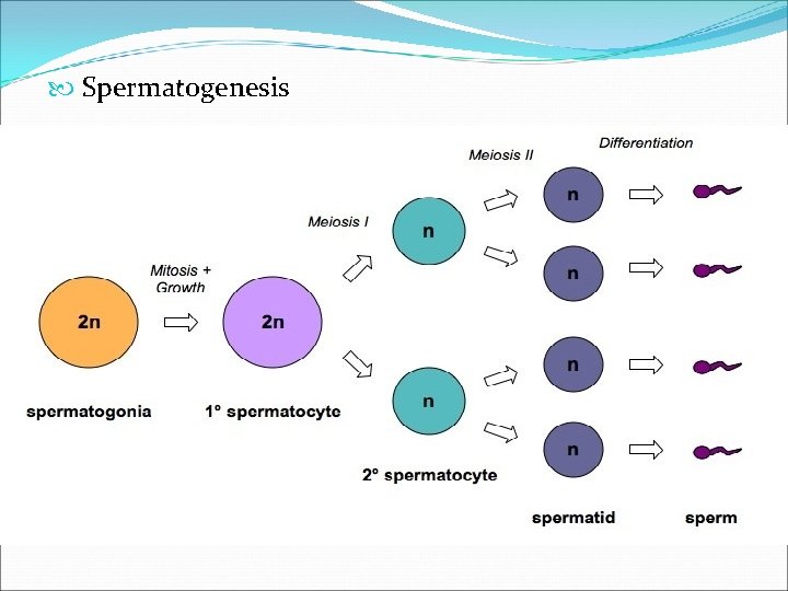  Spermatogenesis 