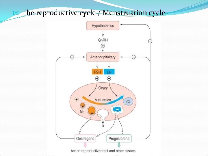  The reproductive cycle / Menstruation cycle 