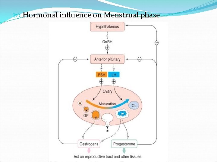  Hormonal influence on Menstrual phase 