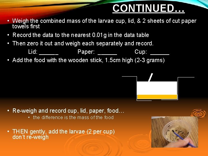 CONTINUED… • Weigh the combined mass of the larvae cup, lid, & 2 sheets