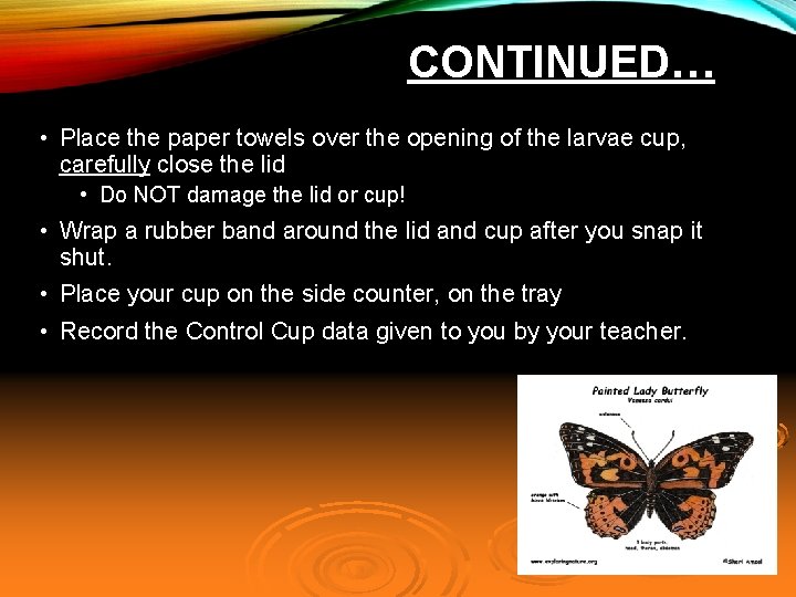 CONTINUED… • Place the paper towels over the opening of the larvae cup, carefully