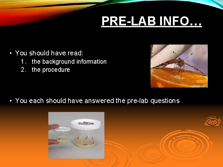 PRE-LAB INFO… • You should have read: 1. the background information 2. the procedure