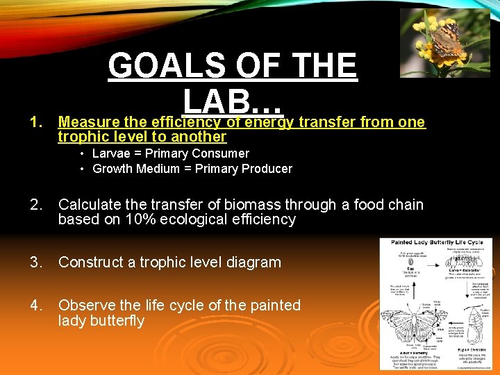1. GOALS OF THE LAB… Measure the efficiency of energy transfer from one trophic
