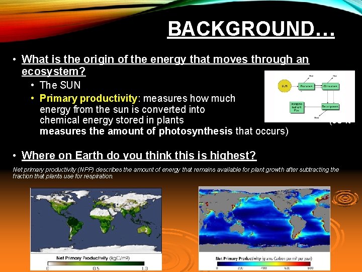 BACKGROUND… • What is the origin of the energy that moves through an ecosystem?
