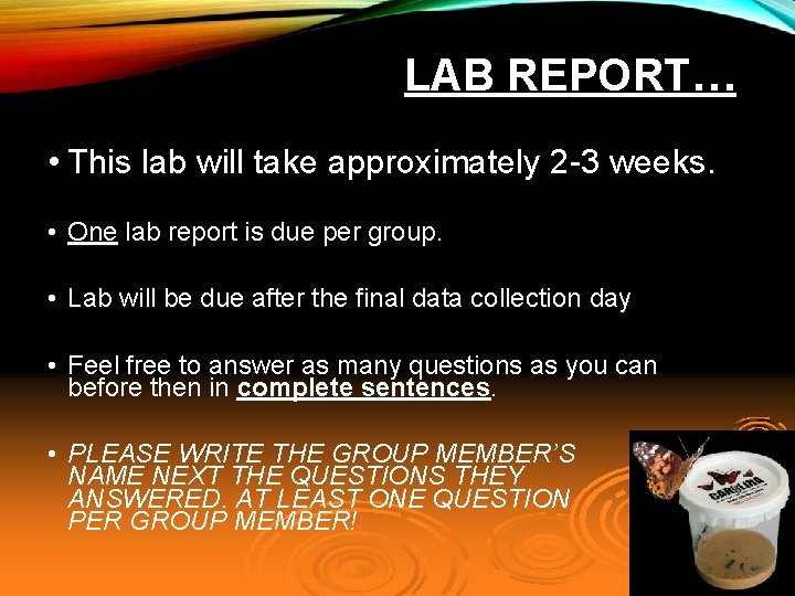 LAB REPORT… • This lab will take approximately 2 -3 weeks. • One lab