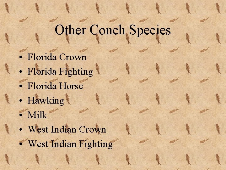 Other Conch Species • • Florida Crown Florida Fighting Florida Horse Hawking Milk West