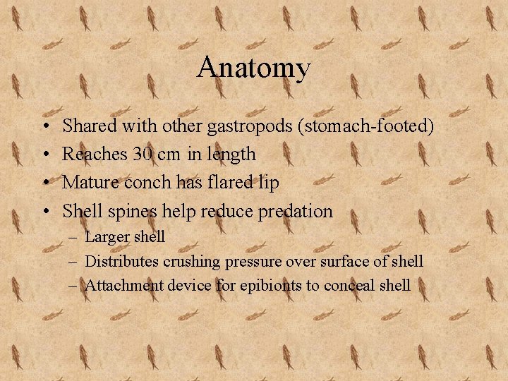 Anatomy • • Shared with other gastropods (stomach-footed) Reaches 30 cm in length Mature