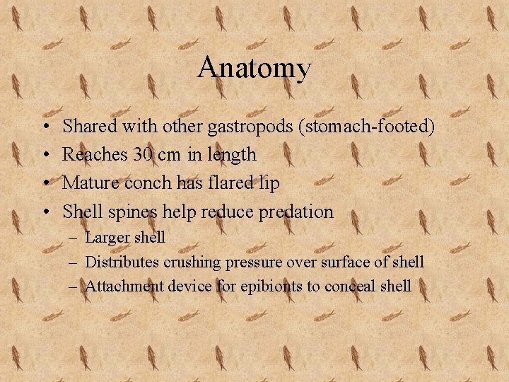 Anatomy • • Shared with other gastropods (stomach-footed) Reaches 30 cm in length Mature