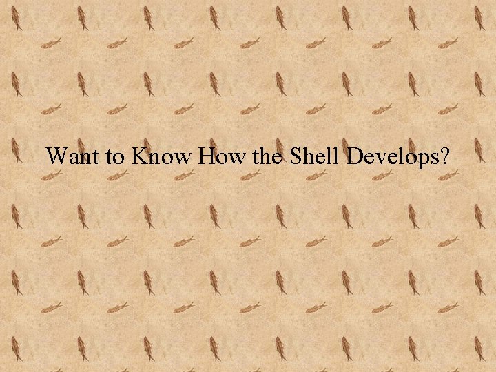 Want to Know How the Shell Develops? 