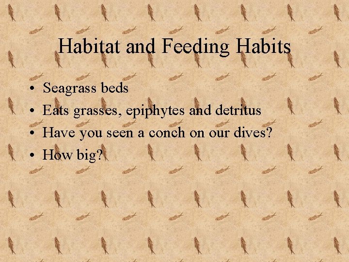 Habitat and Feeding Habits • • Seagrass beds Eats grasses, epiphytes and detritus Have