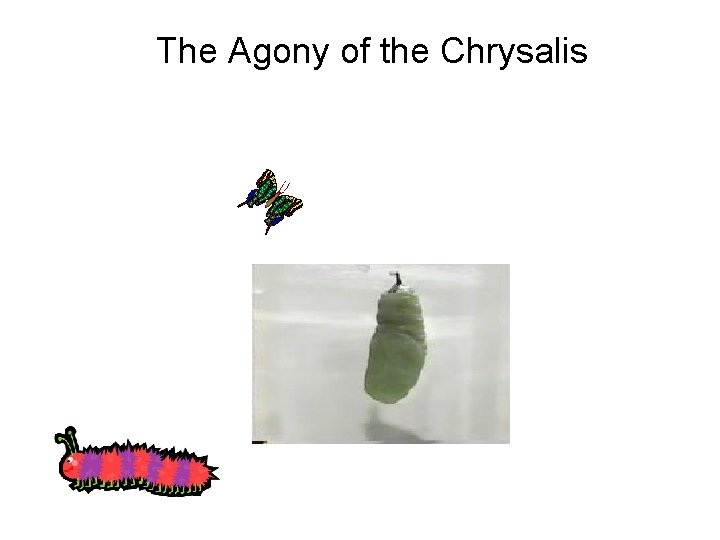 The Agony of the Chrysalis 