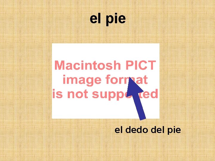 el pie el dedo del pie 