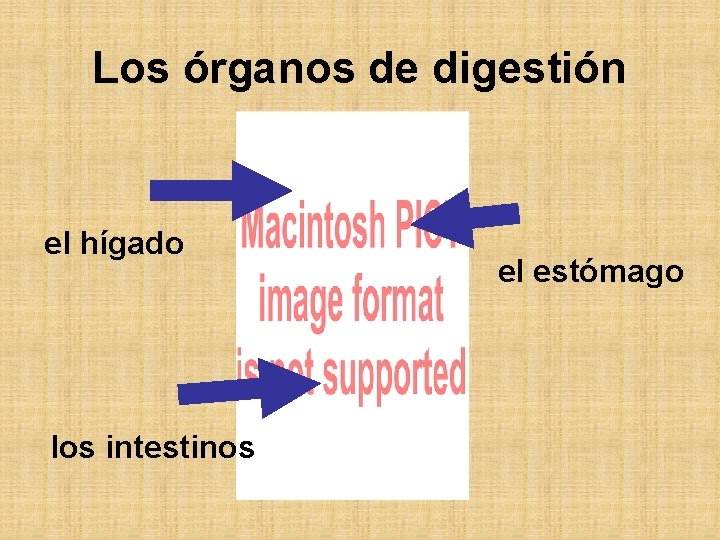 Los órganos de digestión el hígado los intestinos el estómago 