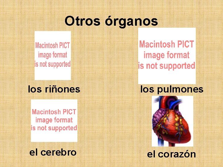 Otros órganos los riñones los pulmones el cerebro el corazón 