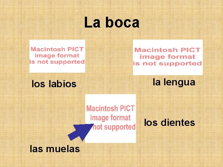 La boca los labios la lengua los dientes las muelas 