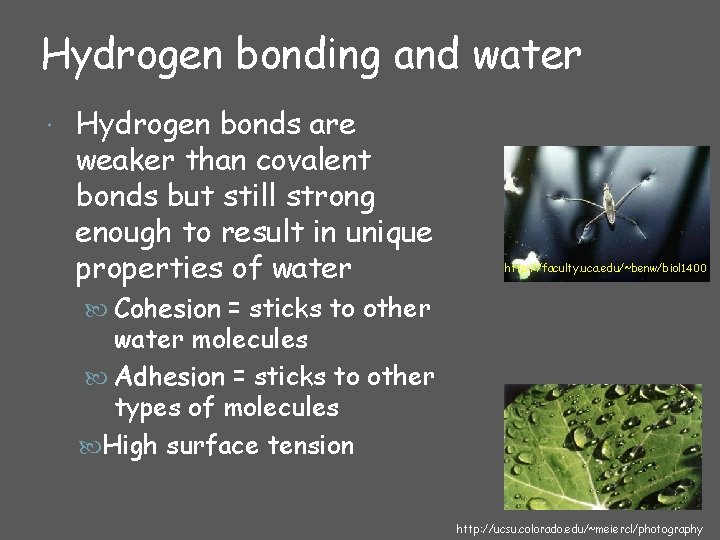 Hydrogen bonding and water Hydrogen bonds are weaker than covalent bonds but still strong