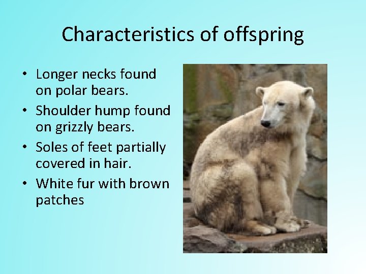 Characteristics of offspring • Longer necks found on polar bears. • Shoulder hump found