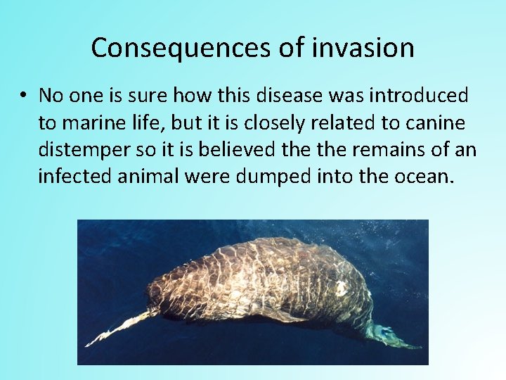 Consequences of invasion • No one is sure how this disease was introduced to