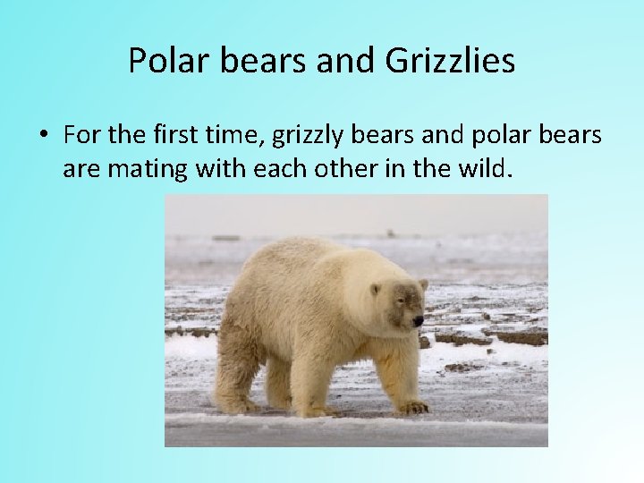 Polar bears and Grizzlies • For the first time, grizzly bears and polar bears