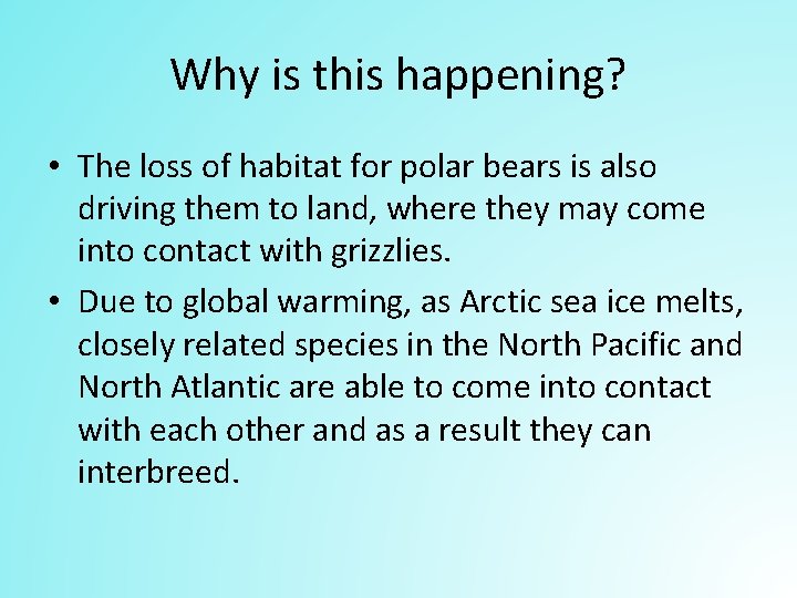 Why is this happening? • The loss of habitat for polar bears is also