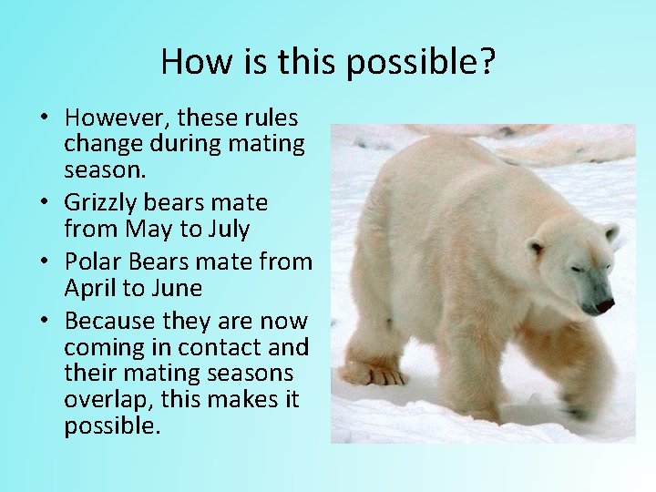 How is this possible? • However, these rules change during mating season. • Grizzly