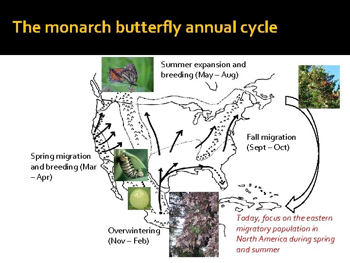 The monarch butterfly annual cycle Summer expansion and breeding (May – Aug) Fall migration