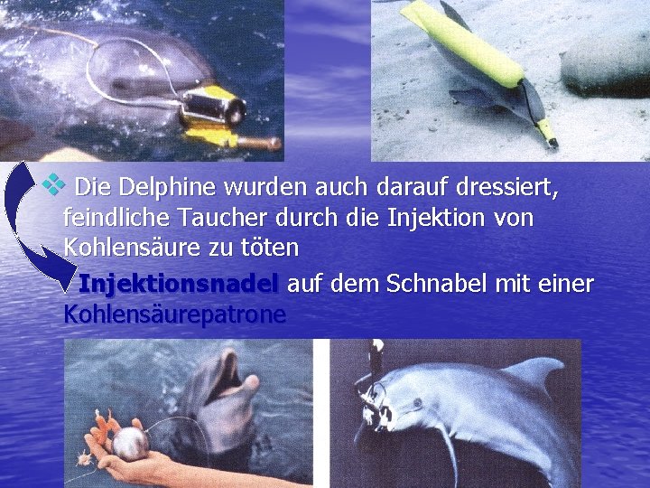 v Die Delphine wurden auch darauf dressiert, feindliche Taucher durch die Injektion von Kohlensäure