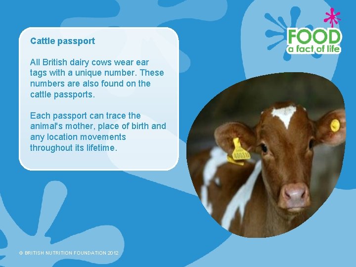 Cattle passport All British dairy cows wear tags with a unique number. These numbers