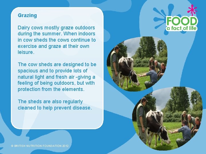 Grazing Dairy cows mostly graze outdoors during the summer. When indoors in cow sheds