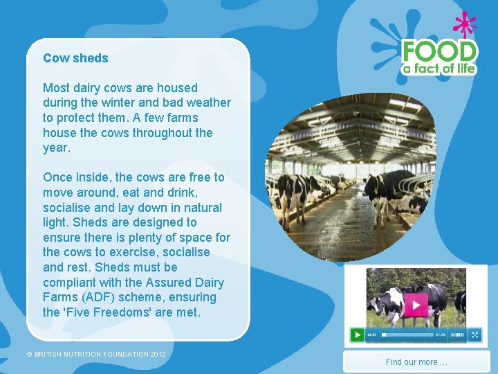 Cow sheds Most dairy cows are housed during the winter and bad weather to