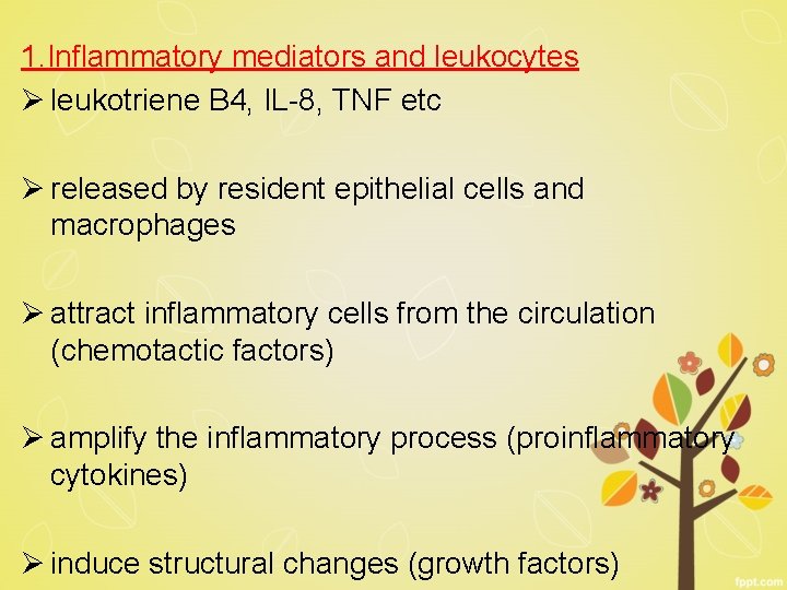 1. Inflammatory mediators and leukocytes Ø leukotriene B 4, IL-8, TNF etc Ø released