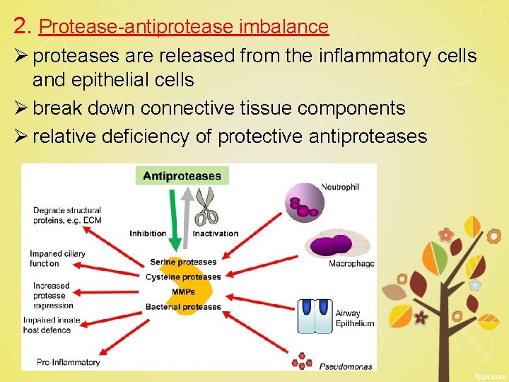 2. Protease-antiprotease imbalance Ø proteases are released from the inflammatory cells and epithelial cells