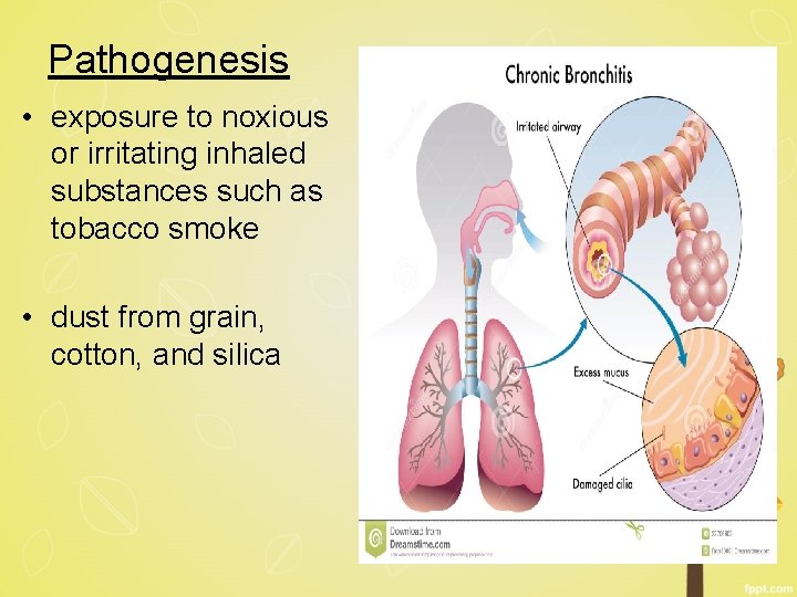 Pathogenesis • exposure to noxious or irritating inhaled substances such as tobacco smoke •