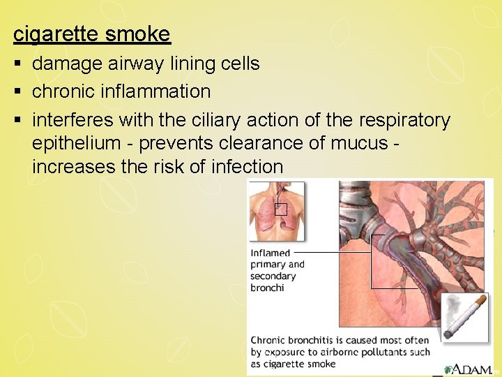 cigarette smoke § damage airway lining cells § chronic inflammation § interferes with the