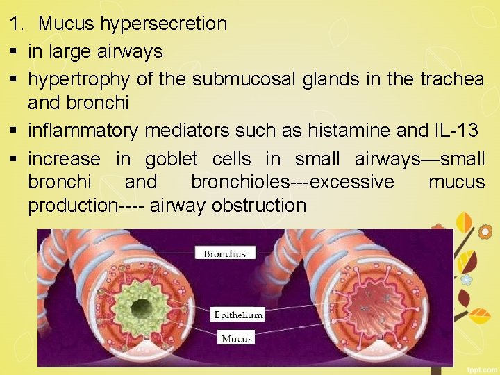 1. Mucus hypersecretion § in large airways § hypertrophy of the submucosal glands in