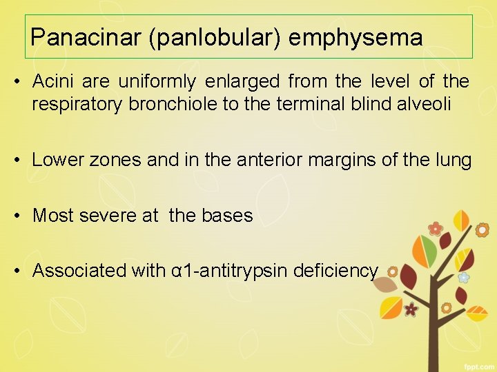 Panacinar (panlobular) emphysema • Acini are uniformly enlarged from the level of the respiratory